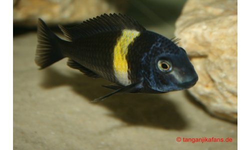 Tropheus duboisi Maswa